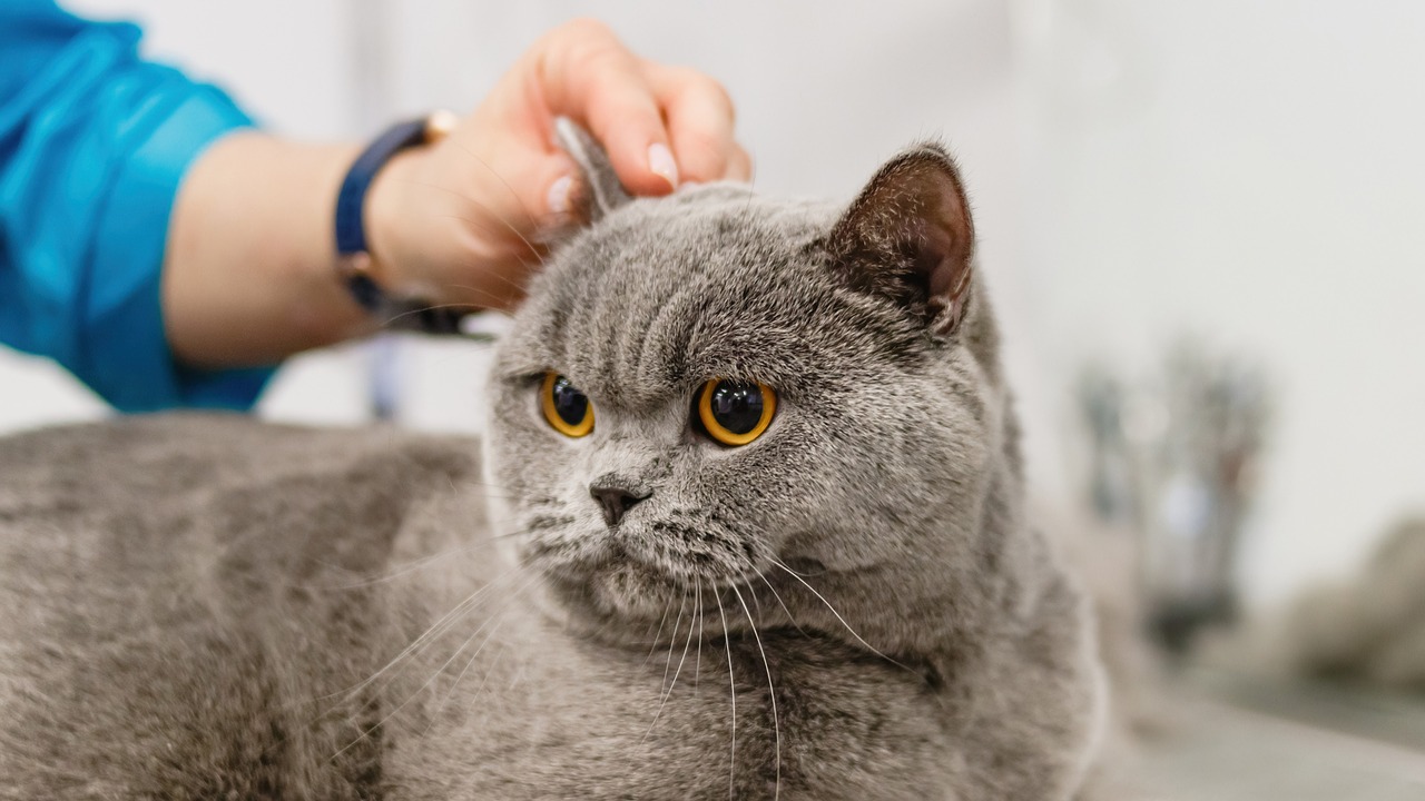 How to Help Your Pet Deal with Grooming Anxiety